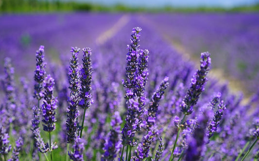 Diverse varietà di lavanda