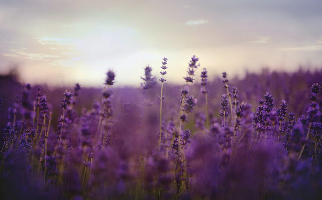 Quali sono i tipi di lavanda di Provenza?