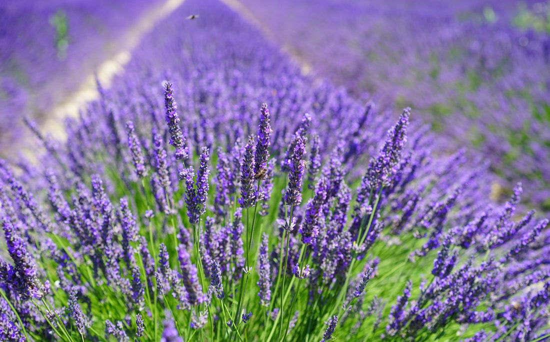 Le proprietà principali della lavanda